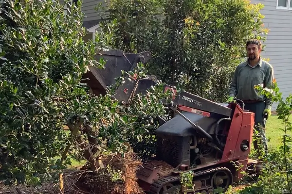 Tree Service Tree Service