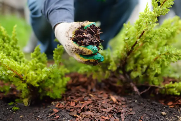 The Role Of Mulching In Enhancing Garden Aesthetics in Mebane NC