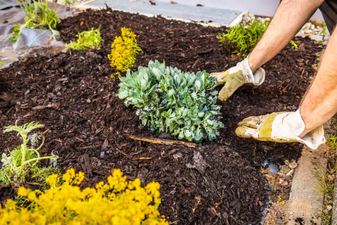 Top-rated Mulching Mebane NC